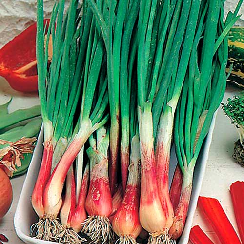 Лук на перо Застолье рисунок 1 артикул 65210