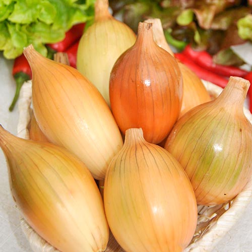 Лук репчатый Пингвин Seedera рисунок 1 артикул 65634