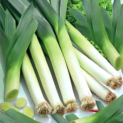 Лук-порей Булгари Гигант артикул фото 1 Лук-порей Булгари Гигант рисунок 1 артикул 72639