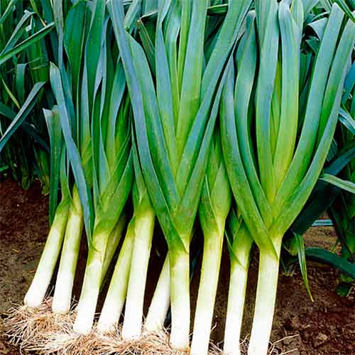 Цибуля Порей, насіння зображення 1 артикул 70146