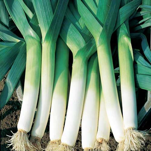 Цибуля-порей Швейцарський гігант, насіння зображення 1 артикул 65483