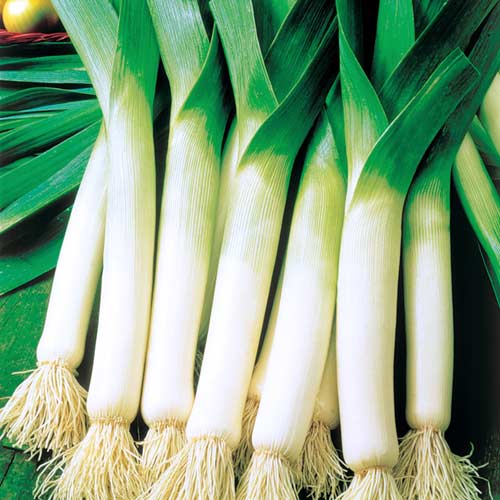 Цибуля-порей Швейцарський гігант, насіння зображення 2 артикул 65483