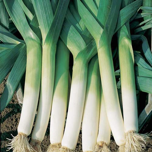 Лук-порей Швейцарский Гигант артикул фото 1 Лук-порей Швейцарский Гигант рисунок 1 артикул 72658