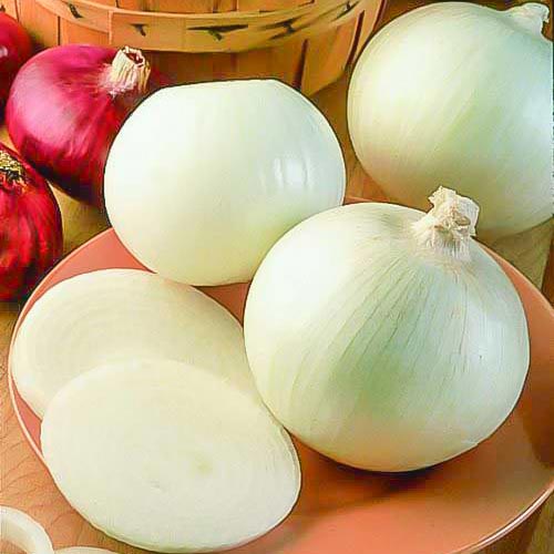 Лук репчатый Агостана Seedera рисунок 1 артикул 66479