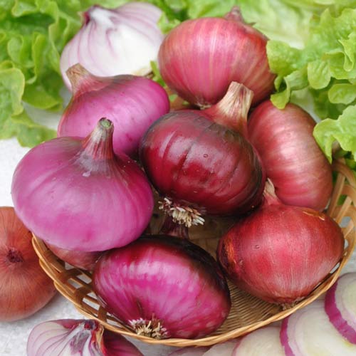 Лук репчатый Даниловский, семена рисунок 1 артикул 65341