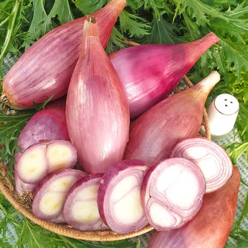 Лук репчатый Карамель, семена рисунок 1 артикул 65342