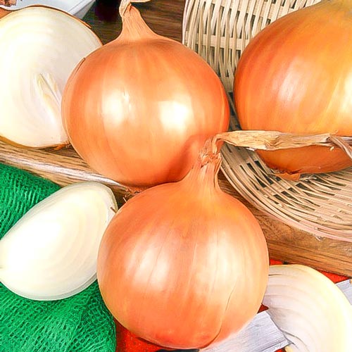 Цибуля рiпчаста Вольська Seedera артикул фото 1 Цибуля рiпчаста Вольська Seedera зображення 1 артикул 66480