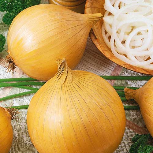Лук репчатый Эксибишен рисунок 1 артикул 72647