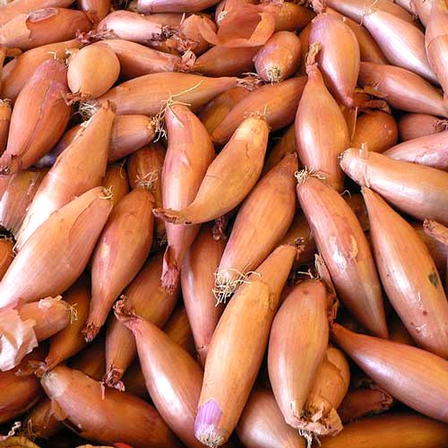 Цибуля шалот Делікатес, насіння зображення 1 артикул 65343