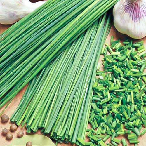 Цибуля-шніт Івола F1 зображення 1 артикул 72659