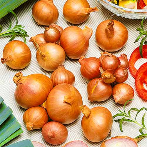 Цибуля Штутгартен Різен, насіння зображення 1 артикул 70016