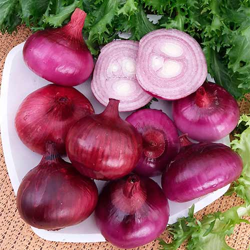 Лук Ялтинский, семена рисунок 1 артикул 70017