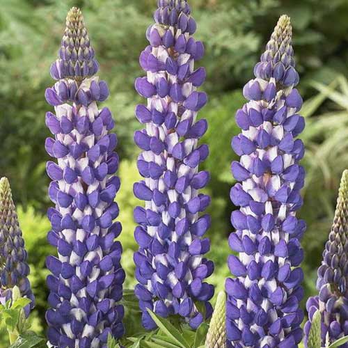 Люпін Блю зображення 1 артикул 76125