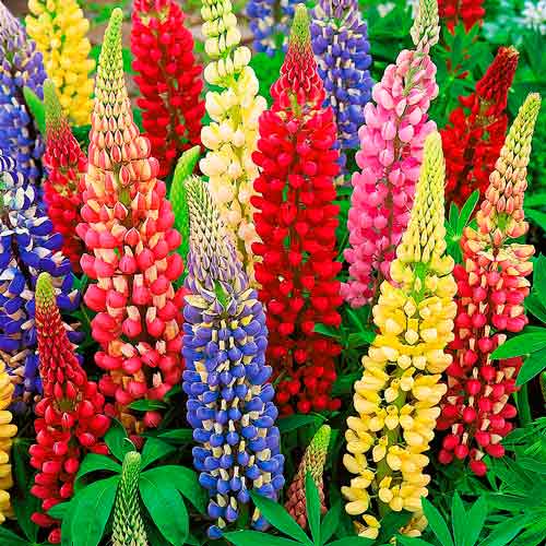 Люпин Фестиваль, смесь окрасок рисунок 1 артикул 72305