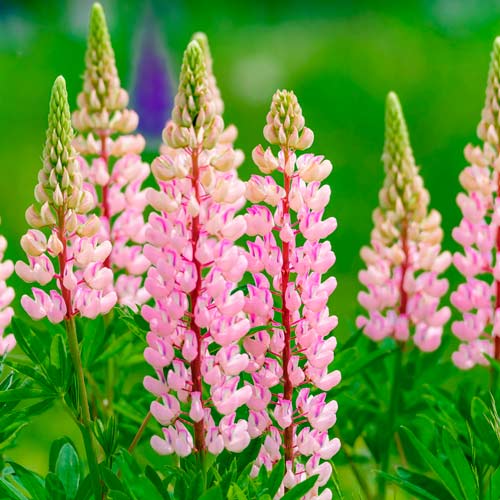 Люпин Пінк зображення 1 артикул 76326