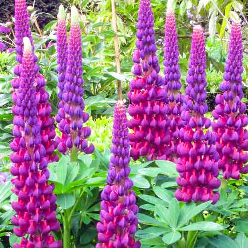 Люпін Пурпл зображення 1 артикул 70440