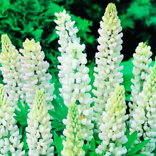 Люпин Вайт, цибулини зображення 1 артикул 76328