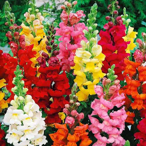 Ротики садові Каліфорнія, суміш забарвлень зображення 1 артикул 72515