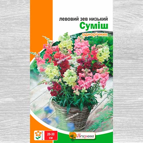 Львиный зев садовый, смесь окрасок рисунок 1 артикул 77099