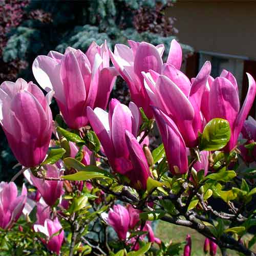 Магнолия Джордж Генри Керн рисунок 1 артикул 2334