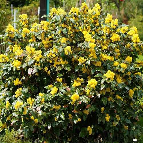 Магонія падуболиста зображення 1 артикул 4771