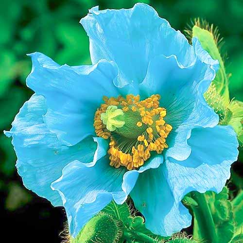 Мак гималайский голубой рисунок 1 артикул 76586