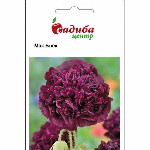 Мак піоновидний Блек Садиба центр зображення 1 артикул 77040