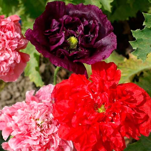 Мак махровий Хмаринка, суміш забарвлень зображення 1 артикул 72313