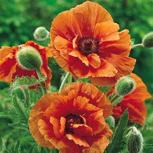 Мак східний Харвест Мун зображення 1 артикул 68803