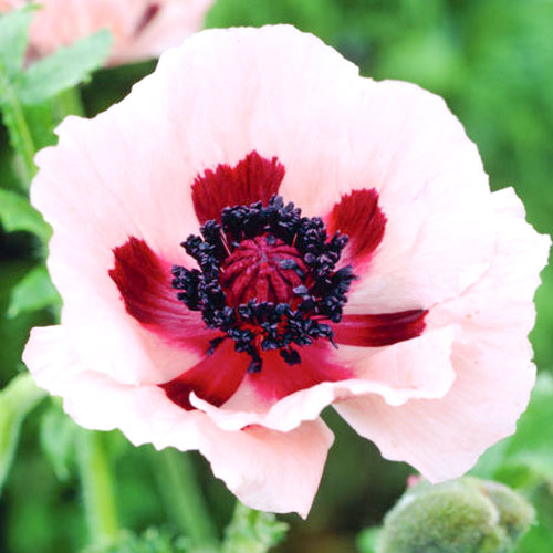 Мак східний Кляйне Танжерин зображення 1 артикул 76134