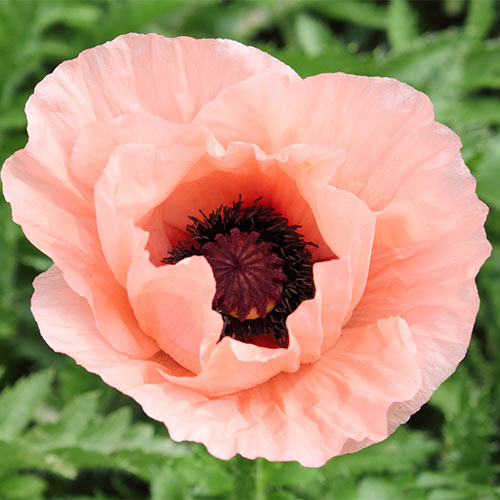 Мак східний Лілак Герл зображення 1 артикул 68804