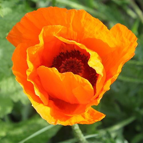 Мак східний Орандж Глоу зображення 1 артикул 68805