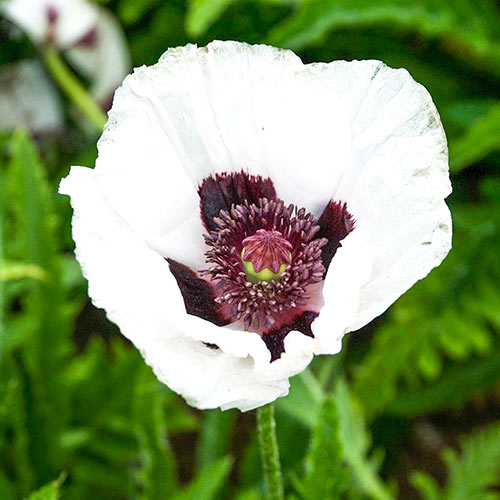 Мак східний Перрі'с Вайт зображення 1 артикул 68806