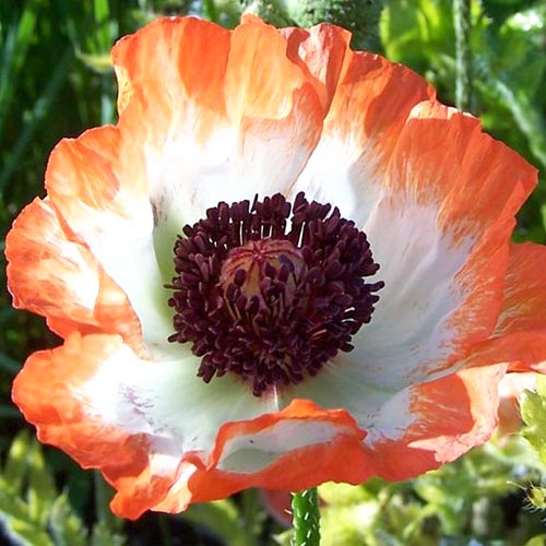 Мак східний Пікоті зображення 1 артикул 68807