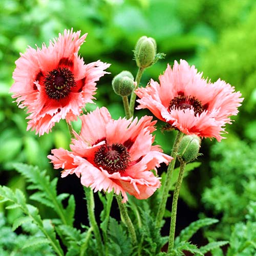 Мак восточный Раффлс Пинк рисунок 1 артикул 76342