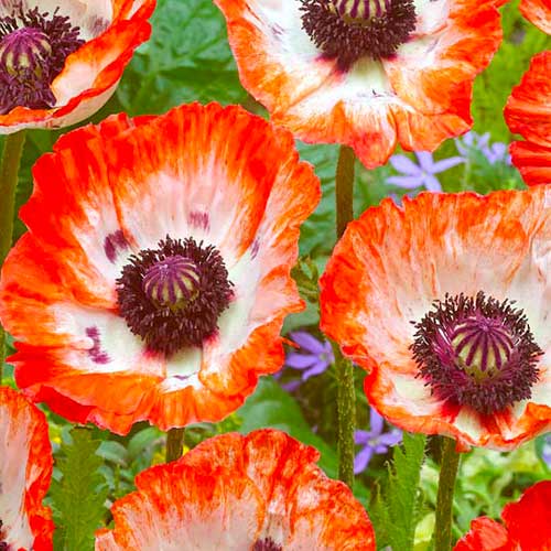 Мак східний Плейс Пігаль зображення 1 артикул 70473