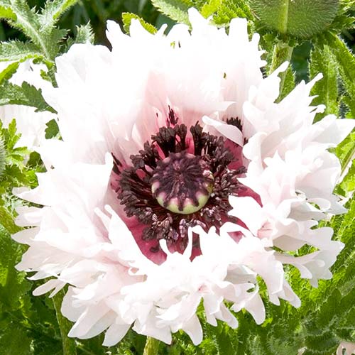 Мак восточный Раффлс Мисс Пигги рисунок 1 артикул 76343