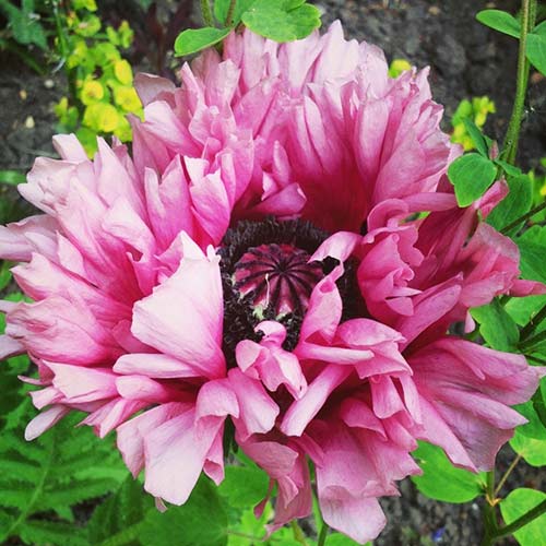 Мак восточный Раффлс Пэтти рисунок 1 артикул 76344