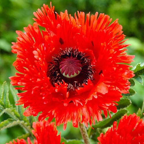 Мак східний Раффлд Туркенлуіз зображення 1 артикул 68393