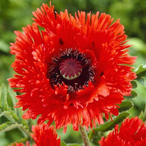 Мак восточный Раффлс Туркенлуиз рисунок 1 артикул 76609