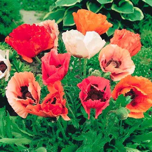 Мак східний Вікторія зображення 1 артикул 72314