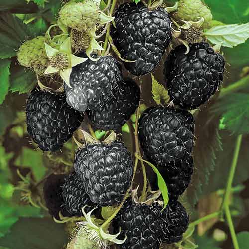 Малина чорна Блек Джевел зображення 1 артикул 7549