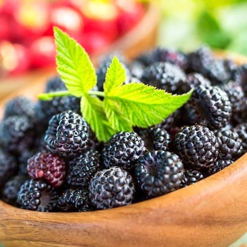 Малина черная Черный Бриллиант рисунок 1 артикул 7552