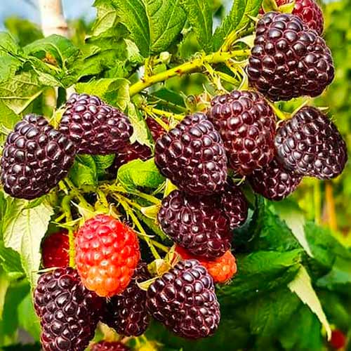 Малина черная Хебан рисунок 1 артикул 1607