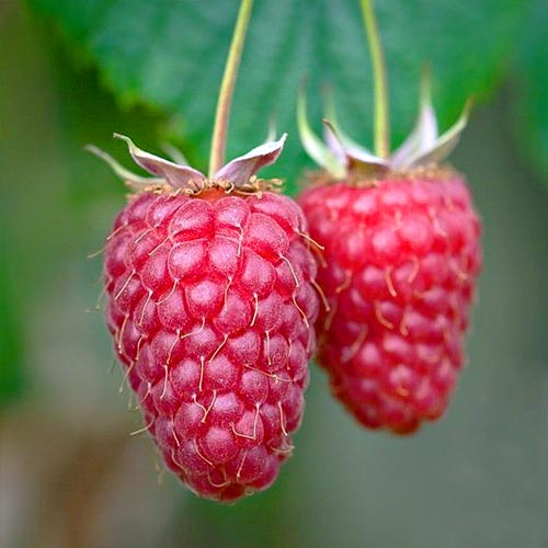 Малина ремонтантная Геракл рисунок 2 артикул 7534