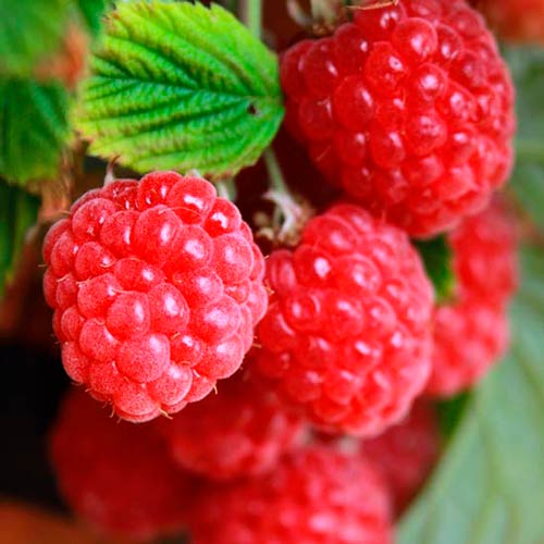 Малина крупноплодная Гигант рубиновый рисунок 1 артикул 7524