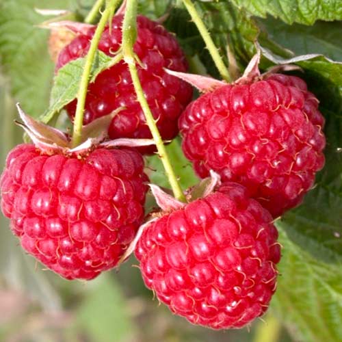 Малина крупноплодная Алтайская вкусная рисунок 1 артикул 7523