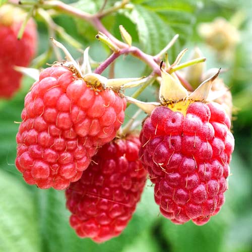 Малина великоплідна Глен Ампл зображення 1 артикул 7633