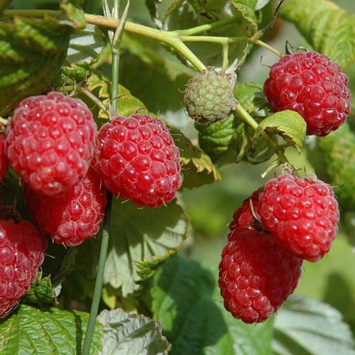 Малина крупноплодная Гусар рисунок 1 артикул 7677