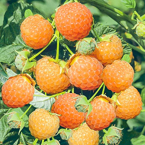 Малина великоплідна Жовта Медова зображення 1 артикул 7678